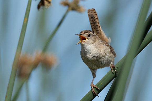 Marsh Wren