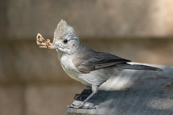 Oak Titmouse