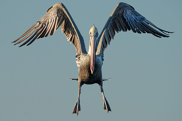 Brown Pelican