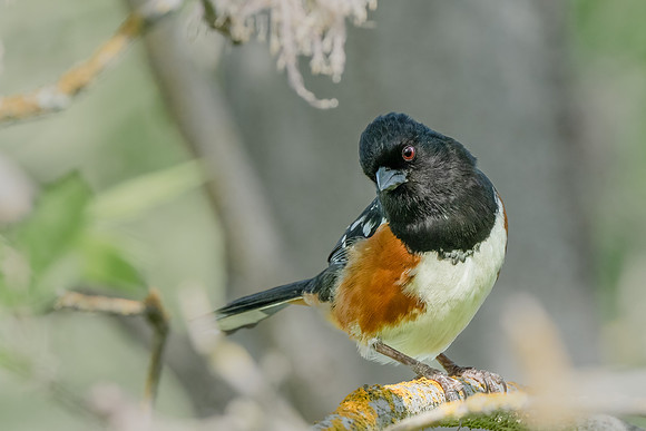 Spotted Towhee