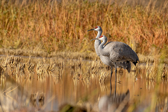 Sandhill Cranes