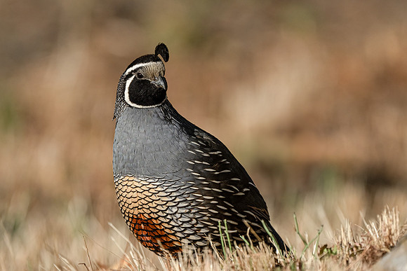 California Quail