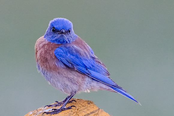 Western Bluebird