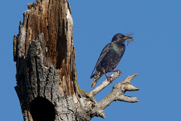 European Starling