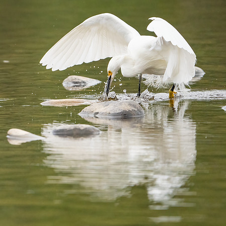 Snowy Egret