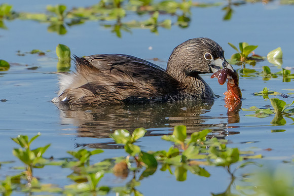 Pied-billed Grebe