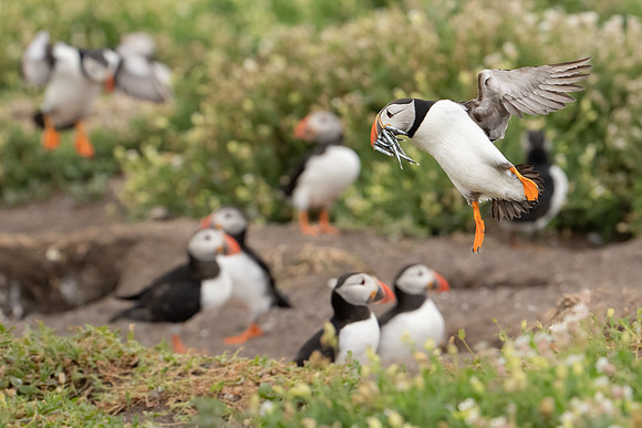 Incoming Puffin