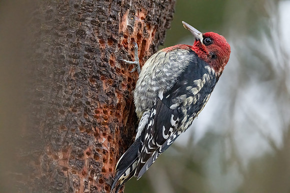 Red-breasted Sapsucker