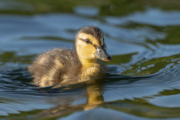 Mallard