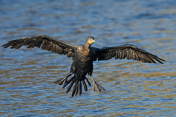 Double-crested Cormorant