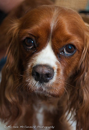 Brandi the King Charles Spaniel