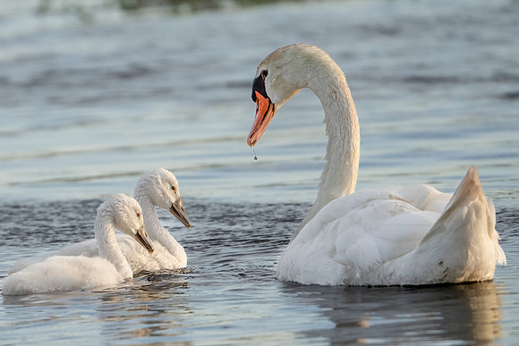 Mute Swan