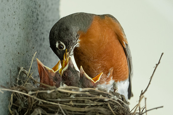 American Robin