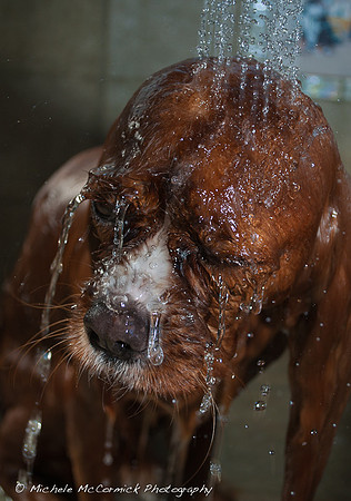King Charles Spaniel bath