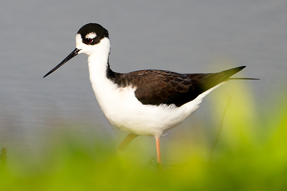 Black-necked Stilt