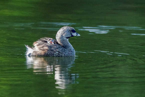 Pied-billed Grebe