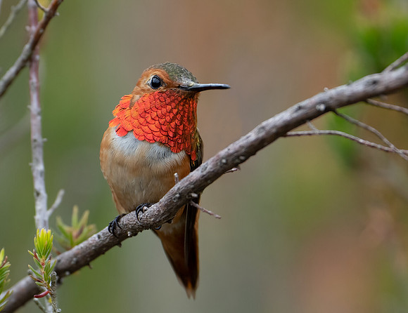 Allen's Hummingbird