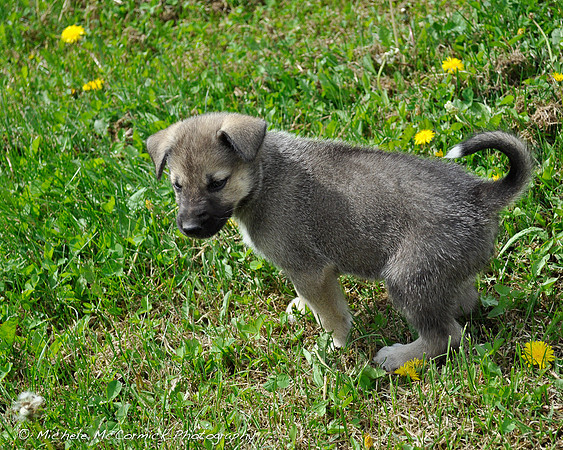 Iditarod Puppy