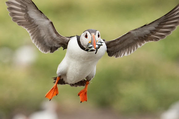 Puffin Fish Fly-in